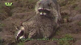 FaunaView: Raccoon Family - Wasbeer Familie