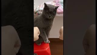 Smart catty #news #music #funnyvideosclips #funnyvideos #tv #catlove