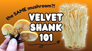 Velvet Shank Mushrooms | Winter Fungi Foraging