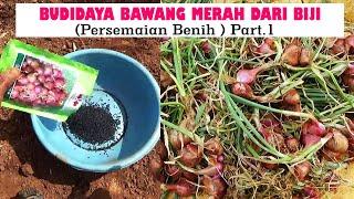 TUTORIAL TANI ‼️MENANAM BAWANG MERAH DARI BIJI TSS  DI LAHAN  ( PERSEMAIAN BIJI )  PART 1