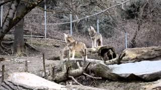 Wolves in the Alpenzoo (Innsbruck)