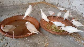 The birds fought among themselves while eating | java finches | java sparrows sound