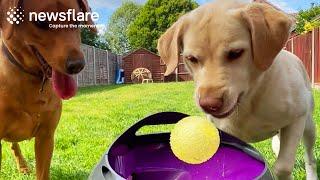 Labradors Have Crazy Fun With Ball Launcher || Newsflare