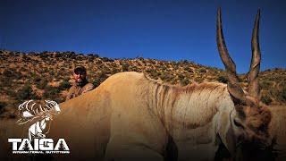 Huge Eland!!! Plains Game Safari Hunt!