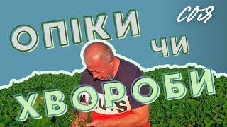 Соя | Як відрізнити хвороби від опіків?