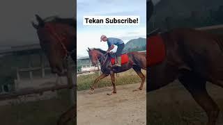 KUDA PACU LATIHAN  #Short #Shorts #VideoShort #VideoShorts #Horse #HorseRacing #Viral #Fyp