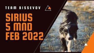 Border collie Sirius 5 mnd