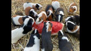 Guinea pigs go crazy for water melon