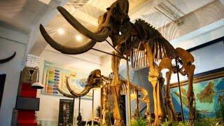 museum Geologi Bandung #museum #viralvideo #geology #bandung #jalanjalan