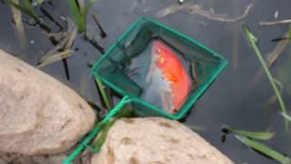 Запуск золотых рыбок в свой пруд на даче