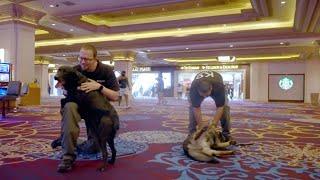 MGM Resorts | MGM Minute Conversation | K9 Cards