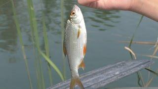 Рыбалка после понижения уровня воды. My fishing.