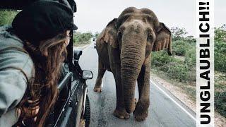 WILDE ELEFANTEN auf der STRAßE! l Safari im Yala Nationalpark - Sri Lanka