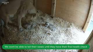 Lion cubs born at London Zoo