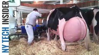 Modern Cow Dairy Farming - Cow Milking Technology Machine - Smart Dairy Farm | NY Tech Insider