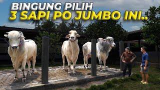 DERETAN SAPI PO SUPER SETIA FARM BIKIN GUE BINGUNG..!