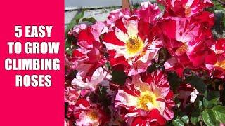 5 Easy to Grow Climbing Roses