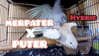 BIRD MATING PROCESS | MALE HYBRID X FEMALE COLLARED DOVE