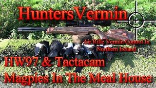 Air Rifle Hunting HW97 And Tactacam Magpies In The Meal House