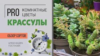 Крассулы - ОБЗОР СОРТОВ | Денежное дерево  - оно такое разное