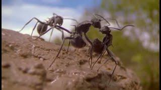 The Incredible Lives of Ants | Attenborough: Life in the Undergrowth | BBC Earth