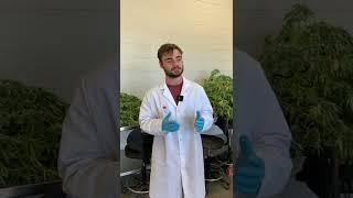 Hemp Harvest at the LSU AgCenter