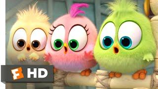 The Angry Birds Movie 2 (2019) - Wittle Sisters Scene (10/10) | Movieclips