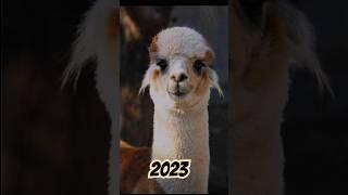 llama 2023 vs 5000 bce monster llama #viralvideo #shorts