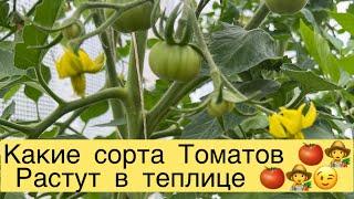 КАКИЕ СОРТА ТОМАТОВ РАСТУТ В ТЕПЛИЦЕ ‍