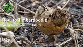 How to Timberdoodle: Woodcock Watching in Spring