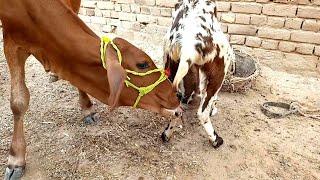 Goat milk drinking video || animal feeding milk | Nikka Haji