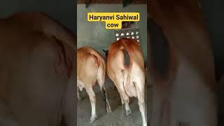 Haryanvi sahiwal Cow..|| #cow #pasutamfarm #trending #ytshorts #viral #animal#haryana#youtubeshorts