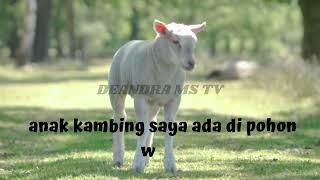 Anak kambing saya