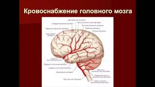 Б.А. Абусуева "Острые нарушения мозгового кровообращения".