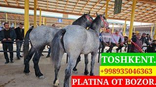 PLATINA OT BOZOR! TOSHKENT️ КОННЫ РЫНОК! HORSE MARKET!