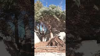 Tree Damage from Windstorm - Clean Cuts Trees are a tree company at another level!!