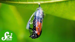 Butterflies Shouldn't Remember Being Caterpillars (But They Do)