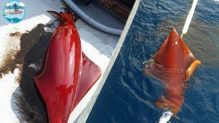 Amazing Fastest Traditional Big Squid Fishing Skill - Packing Processing Big Squid on Boat