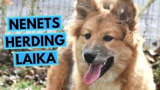 Nenets Herding Laika - TOP 10 Interesting Facts