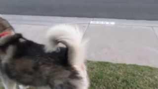 Dog says " Ice Cream" runs to truck!