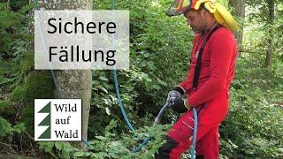 Seilwinden unterstützte Fällung: Wie bringe ich mein Seil auf den Baum? #wildaufwald