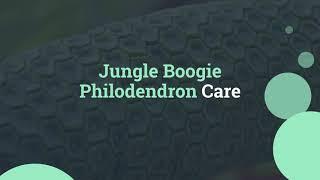 Jungle Boogie Philodendron Care