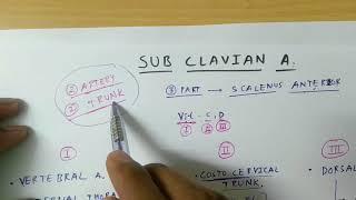 Sub Clavian Artery | TCML