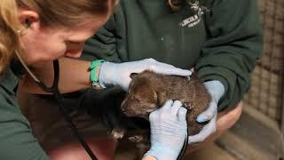 Critically Endangered Red Wolf Pups  Born at Lincoln Park Zoo