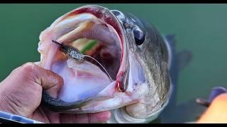 Monster Bass Love This Tiny Scorpitail Jerkbait - Biwaa Scorpitail Tackle Breakdown