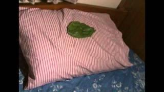 Daun di atas bantal