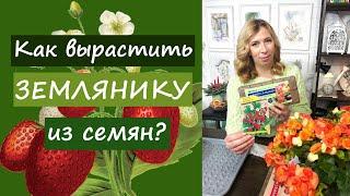 Как вырастить землянику из семян?