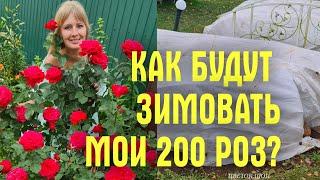 УКРЫТЬ РОЗЫ ЛАПНИКОМ? Это АБСУРД! Показываю как укрыли 200 КУСТОВ РОЗ, ГОРТЕНЗИИ и КЛЕМАТИСЫ на ЗИМУ