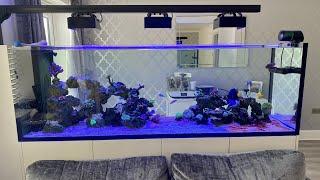 Waterbox peninsula 7225 220g rimless reef aquarium build ep28. My reef aquarium so far