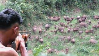 BERBURU 100 EKOR BABI HUTAN GUNUNG‼️deadly struggle,during the hunt for wild boars